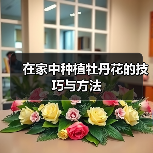 在家中种植牡丹花的技巧与方法(图3) 在家中种植牡丹花的技巧与方法(图3)