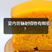 室内防辐射植物有哪些？（图2）