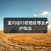 室内观叶植物推荐及养护指南（图2）