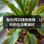 阳台开花植物推荐，让你的生活更美好（图2）