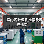 室内观叶植物推荐及养护指南（图3）