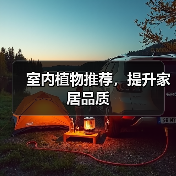 室内植物推荐，提升家居品质（图4）