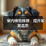 室内植物推荐，提升家居品质（图3）