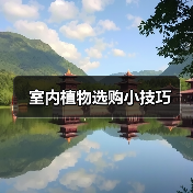 室内植物选购小技巧（图4）