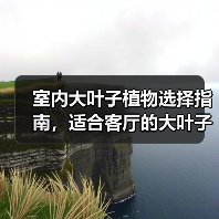 室内大叶子植物选择指南,适合客厅的大叶子植物(图4) 室内大叶子植物选择指南,适合客厅的大叶子植物(图4)