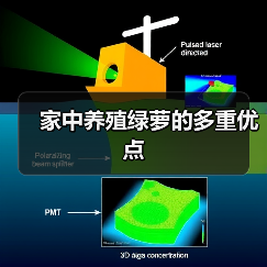 家中养殖绿萝的多重优点（图4）